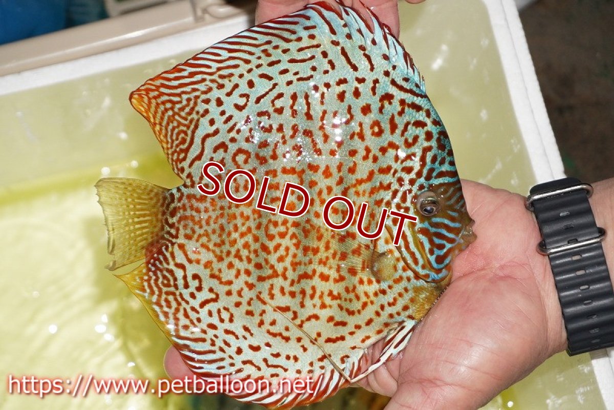 画像3: 【ディスカス】【通販】【激レア コンテストクラス】サクラジャイアントレッドスポットグリーン（ハイフォーム）【個体販売】17-18cm（生体）マレーシア　KLディスカスファーム (3)