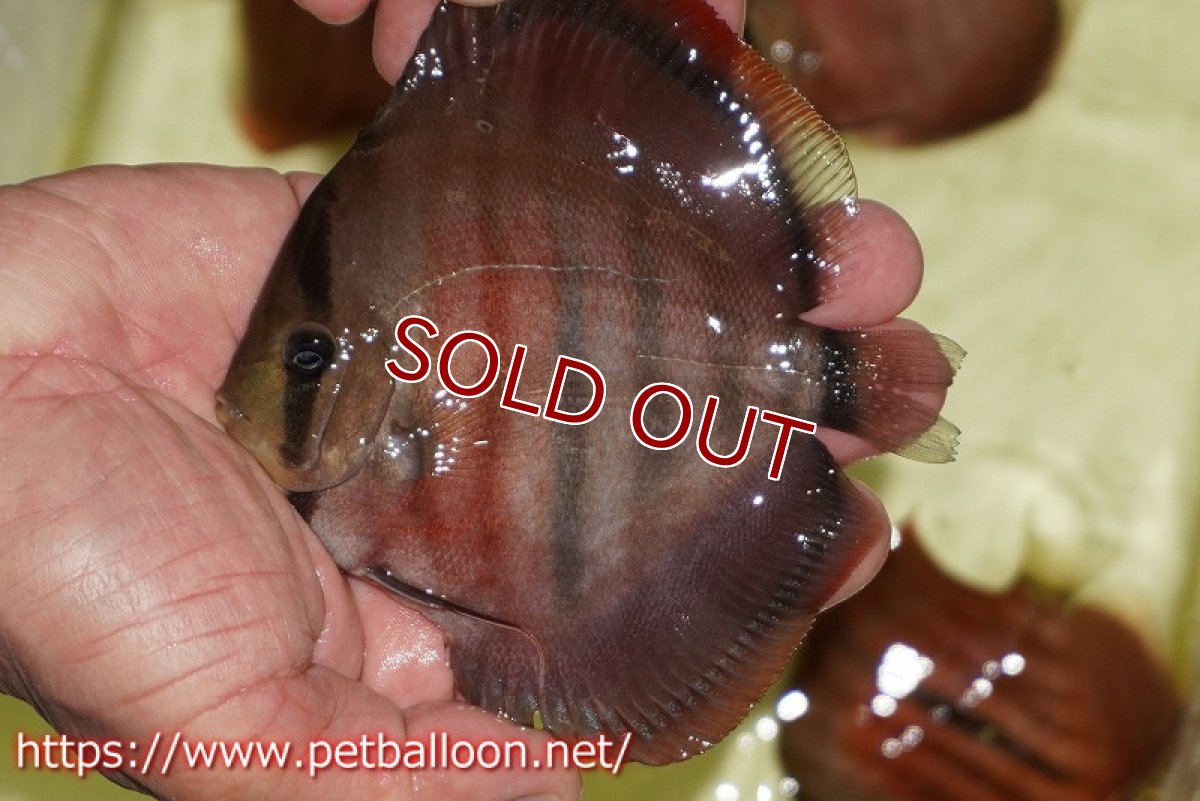 画像2: 【ディスカス】【通販】【激赤必至 ニューストレイン】ラーゴパラコニブラッドレッドF3クロスイサレッド（Typeディープレッド）【個体販売】10-11cm（生体）マレーシア　KLディスカスファーム (2)