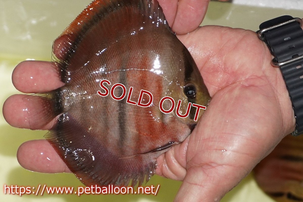 画像3: 【ディスカス】【通販】【激赤必至 ニューストレイン】ラーゴパラコニブラッドレッドF3クロスイサレッド（Typeディープレッド）【個体販売】10-11cm（生体）マレーシア　KLディスカスファーム (3)