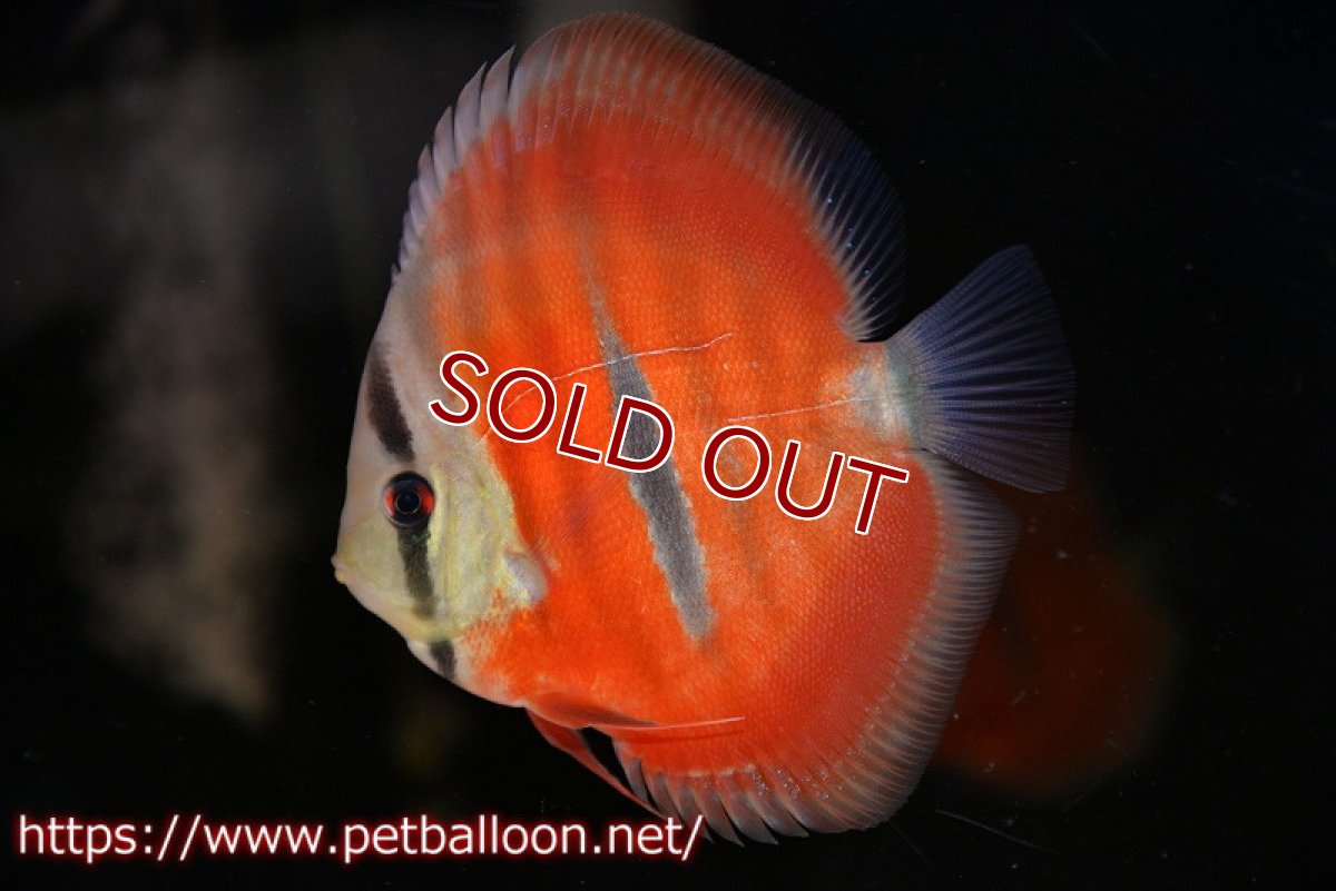 画像1: 【ディスカス】【通販】【激赤必至 ニューストレイン】ラーゴパラコニブラッドレッドF3クロスイサレッド（Typeディープレッド）【個体販売】10-11cm（生体）マレーシア　KLディスカスファーム (1)