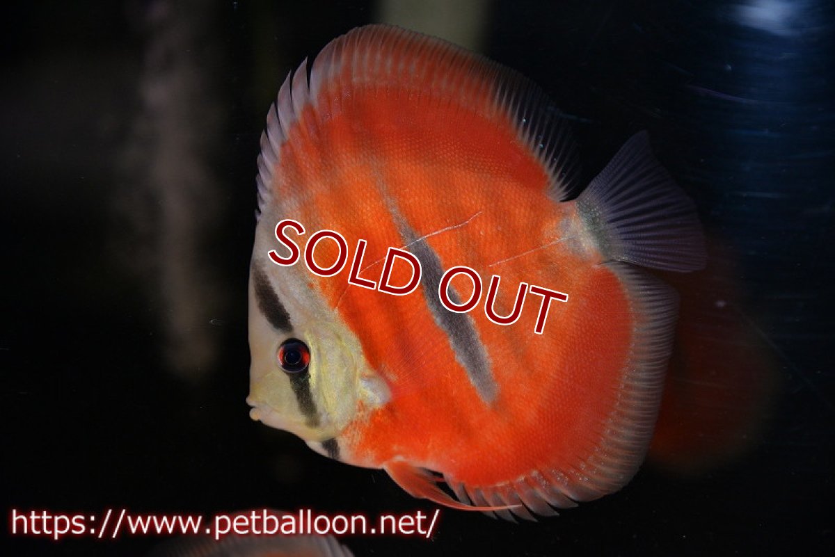 画像2: 【ディスカス】【通販】【激赤必至 ニューストレイン】ラーゴパラコニブラッドレッドF3クロスイサレッド（Typeディープレッド）【個体販売】10-11cm（生体）マレーシア　KLディスカスファーム (2)