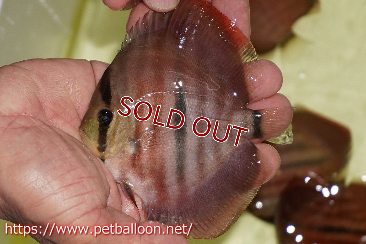 画像3: 【ディスカス】【通販】【激赤必至 ニューストレイン】ラーゴパラコニブラッドレッドF3クロスイサレッド（Typeディープレッド）【個体販売】10-11cm（生体）マレーシア　KLディスカスファーム (3)