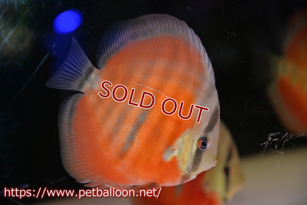 画像1: 【ディスカス】【通販】【激赤必至 ニューストレイン】ラーゴパラコニブラッドレッドF3クロスイサレッド（Typeディープレッド）【個体販売】10-11cm（生体）マレーシア　KLディスカスファーム (1)