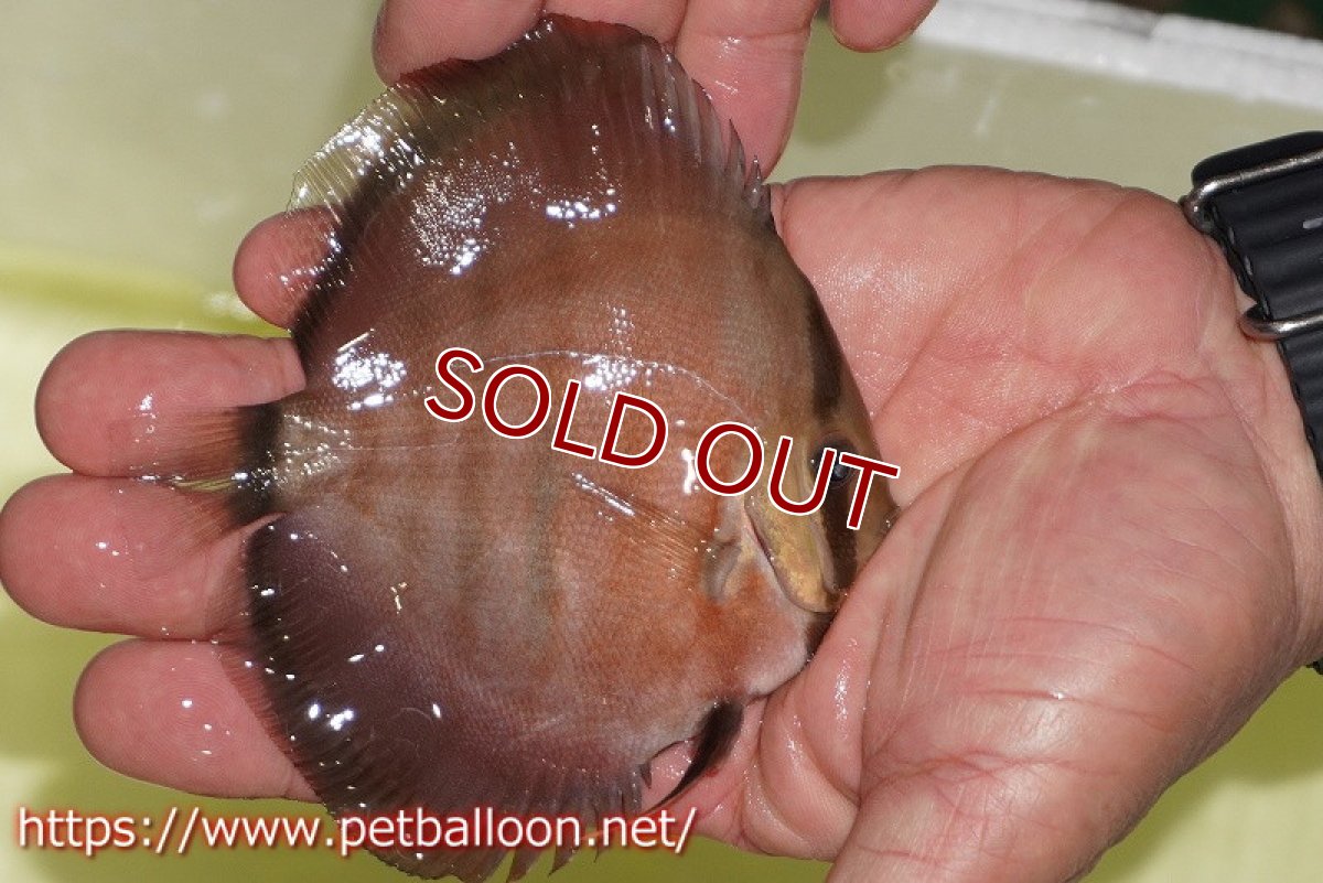 画像3: 【ディスカス】【通販】【激赤必至 ニューストレイン】ラーゴパラコニブラッドレッドF3クロスイサレッド（Typeディープレッド）【個体販売】10-11cm（生体）マレーシア　KLディスカスファーム (3)