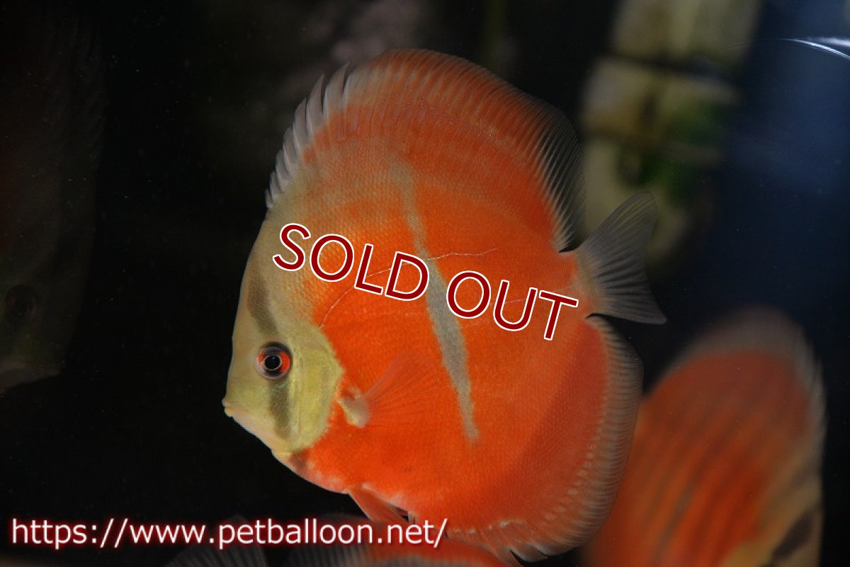 画像1: 【ディスカス】【通販】【激赤必至 ニューストレイン】ラーゴパラコニブラッドレッドF3クロスイサレッド（Typeディープレッド）【個体販売】10-11cm（生体）マレーシア　KLディスカスファーム (1)