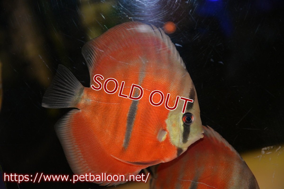 画像2: 【ディスカス】【通販】【激赤必至 ニューストレイン】ラーゴパラコニブラッドレッドF3クロスイサレッド（Typeディープレッド）【個体販売】10-11cm（生体）マレーシア　KLディスカスファーム (2)