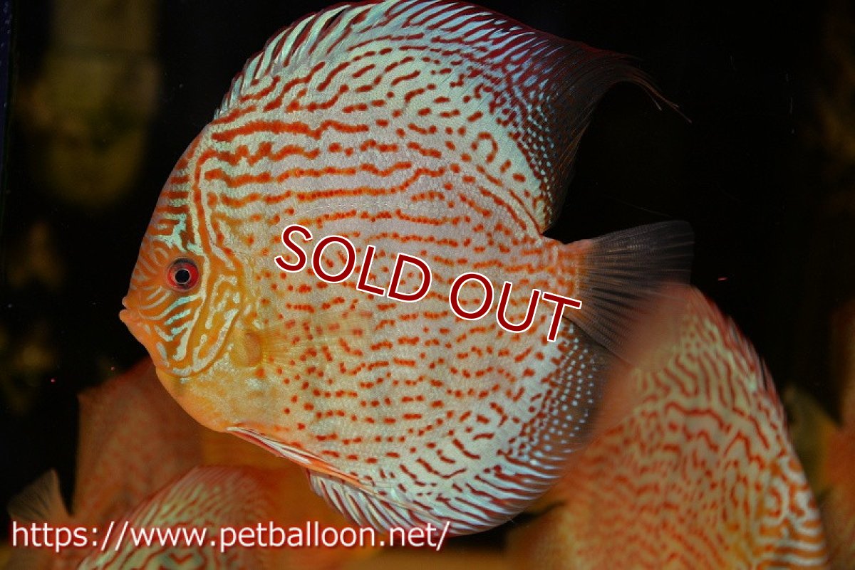 画像2: 【ディスカス】【通販】サクラレッドスポットグリーン（ハイフォーム）【個体販売】16-17cm（生体）マレーシア　KLディスカスファーム (2)