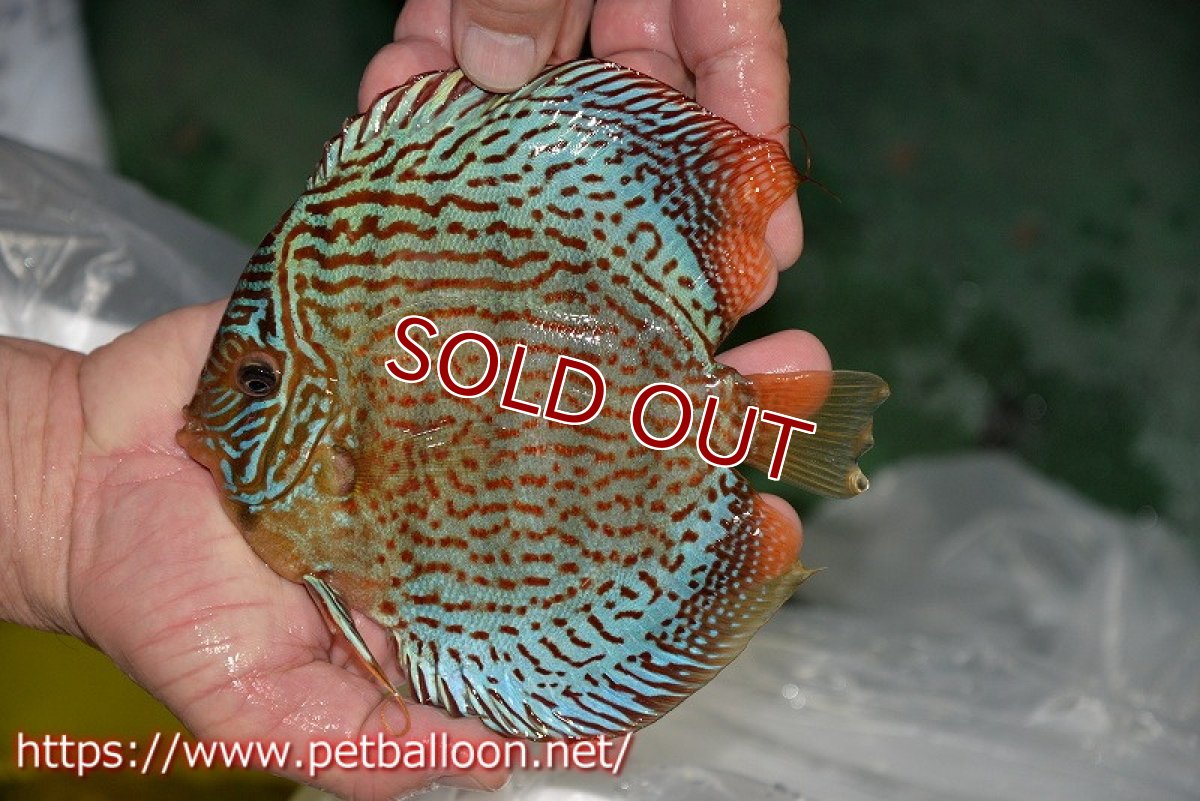 画像3: 【ディスカス】【通販】サクラレッドスポットグリーン（ハイフォーム）【個体販売】16-17cm（生体）マレーシア　KLディスカスファーム (3)