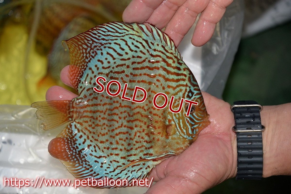 画像4: 【ディスカス】【通販】サクラレッドスポットグリーン（ハイフォーム）【個体販売】16-17cm（生体）マレーシア　KLディスカスファーム (4)