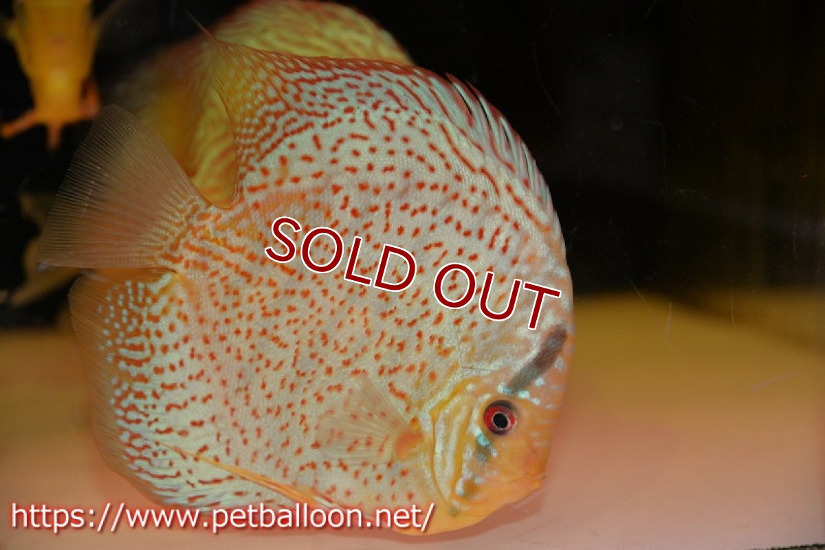 画像2: 【ディスカス】【ディスカス】【通販】サクラレッドスポットグリーン（ハイフォーム）【個体販売】16-17cm（生体）マレーシア　KLディスカスファーム (2)