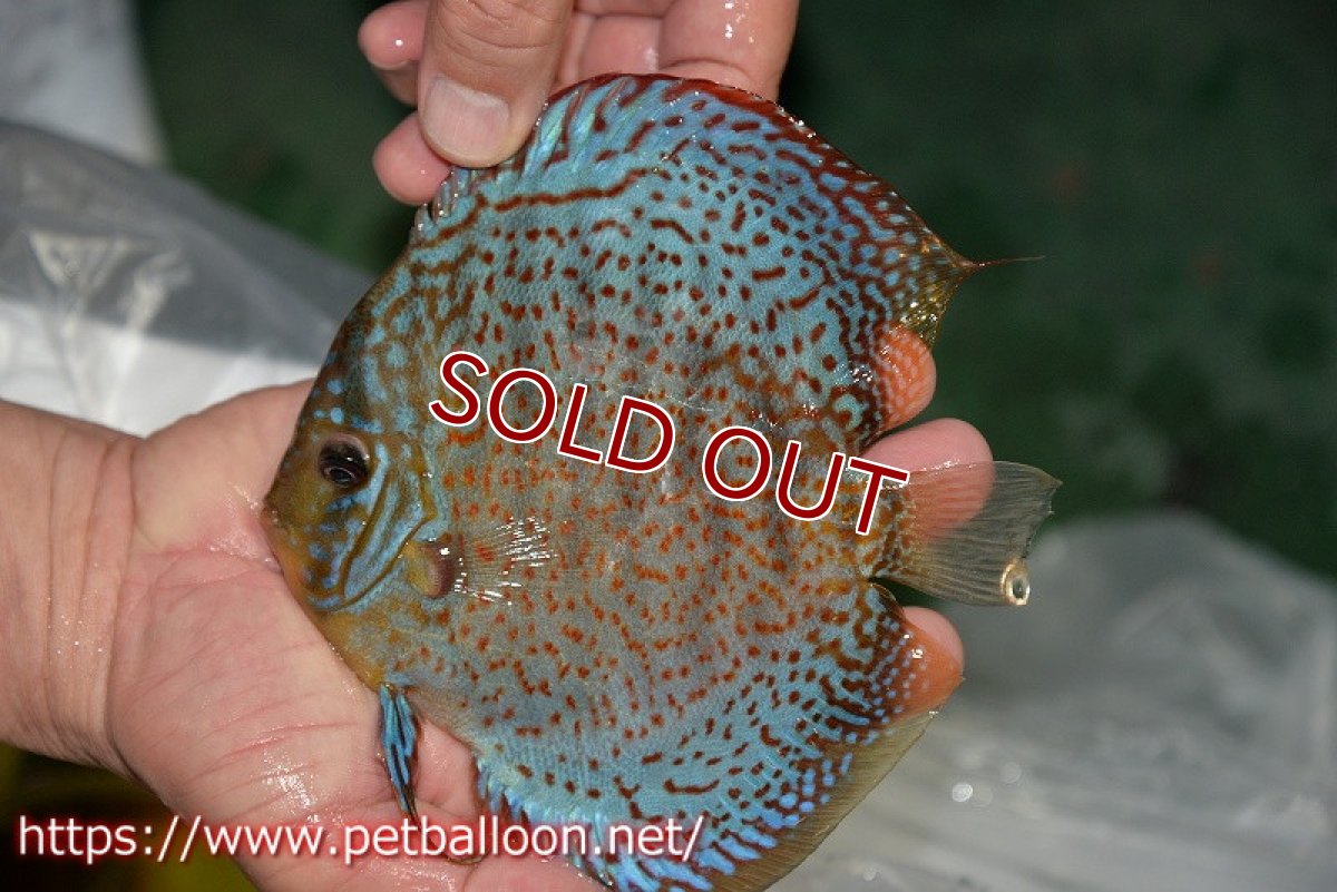 画像3: 【ディスカス】【ディスカス】【通販】サクラレッドスポットグリーン（ハイフォーム）【個体販売】16-17cm（生体）マレーシア　KLディスカスファーム (3)