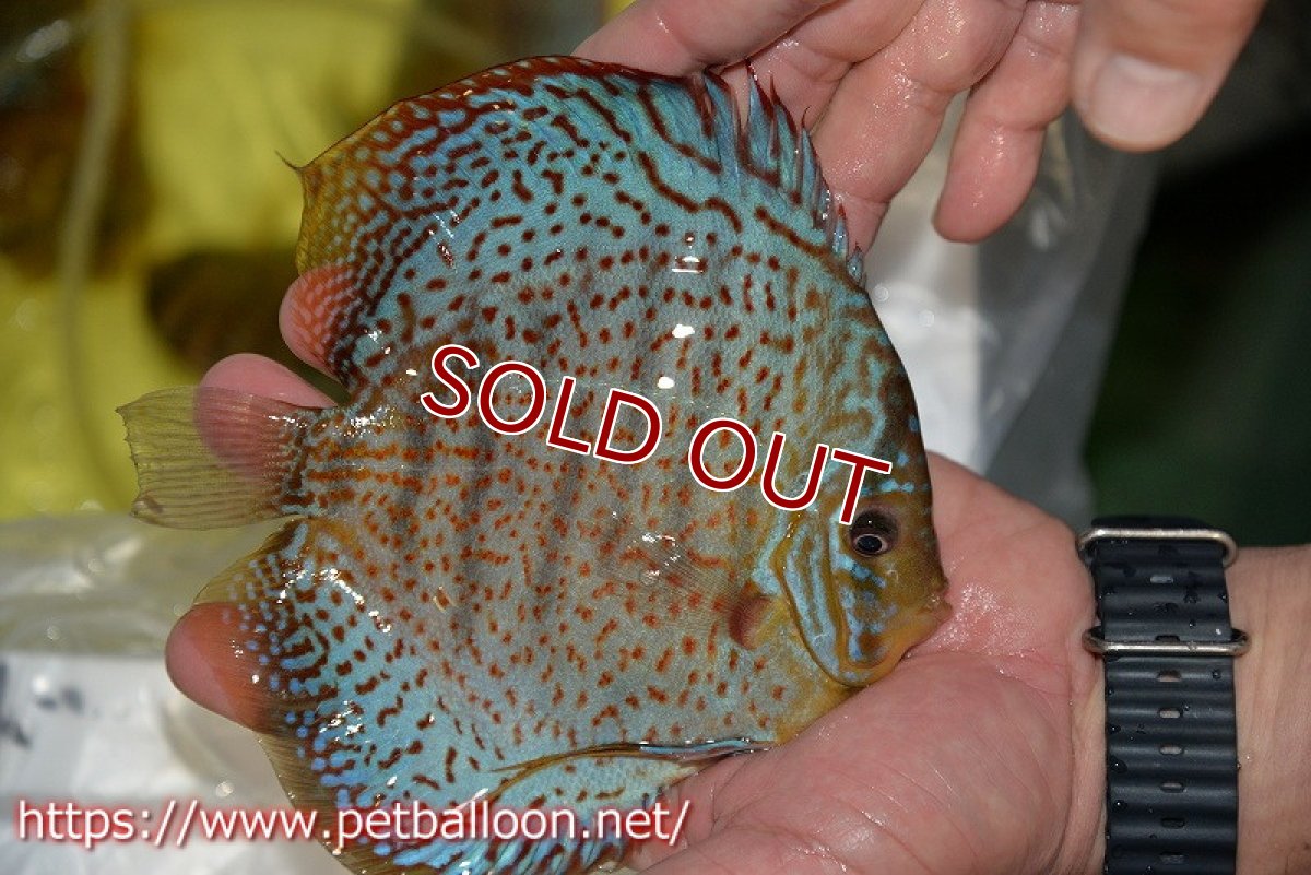 画像4: 【ディスカス】【ディスカス】【通販】サクラレッドスポットグリーン（ハイフォーム）【個体販売】16-17cm（生体）マレーシア　KLディスカスファーム (4)