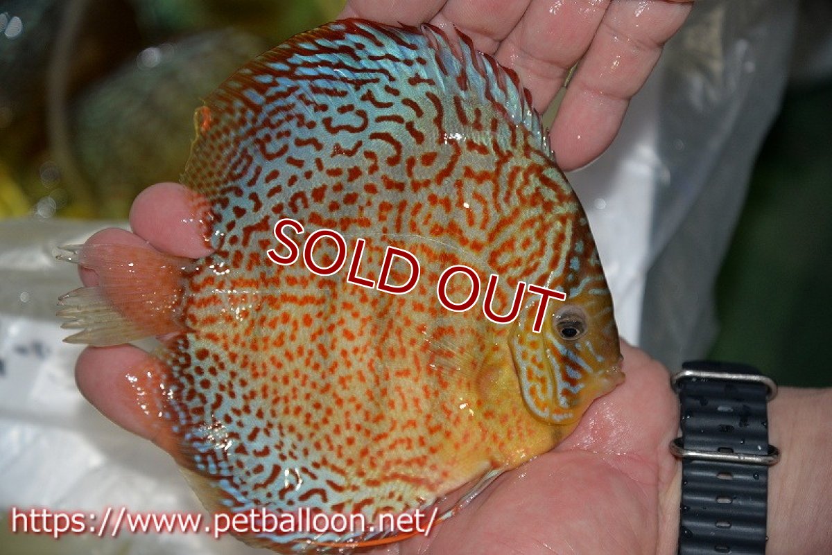 画像2: 【ディスカス】【通販】サクラレッドスポットグリーン（ハイフォーム）【個体販売】16-17cm（生体）マレーシア　KLディスカスファーム (2)