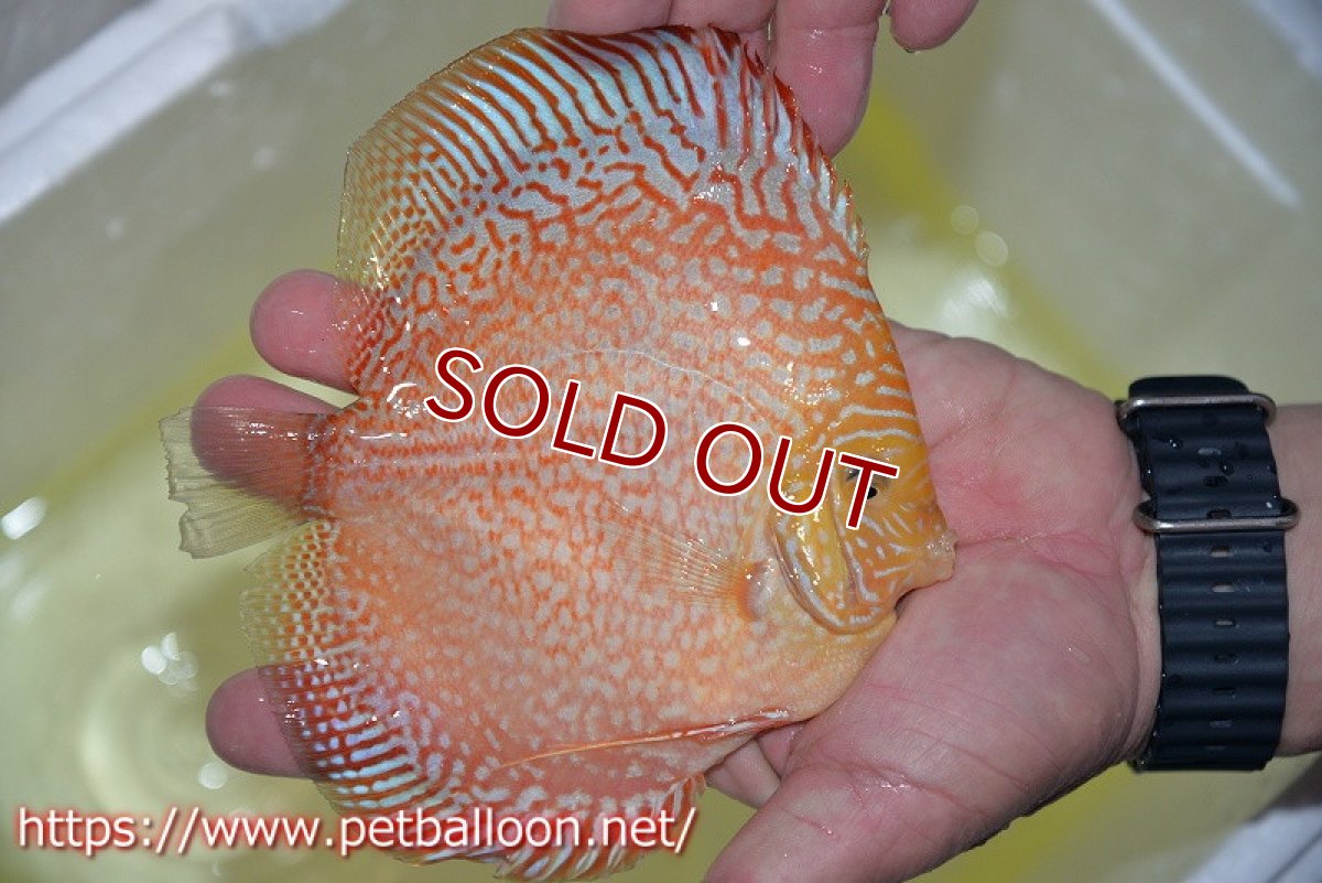 画像2: 【ディスカス】【通販】レッドピジョンパールサクラ（ハイフォーム）【個体販売】13-14cm（生体）マレーシア　KLディスカスファーム (2)