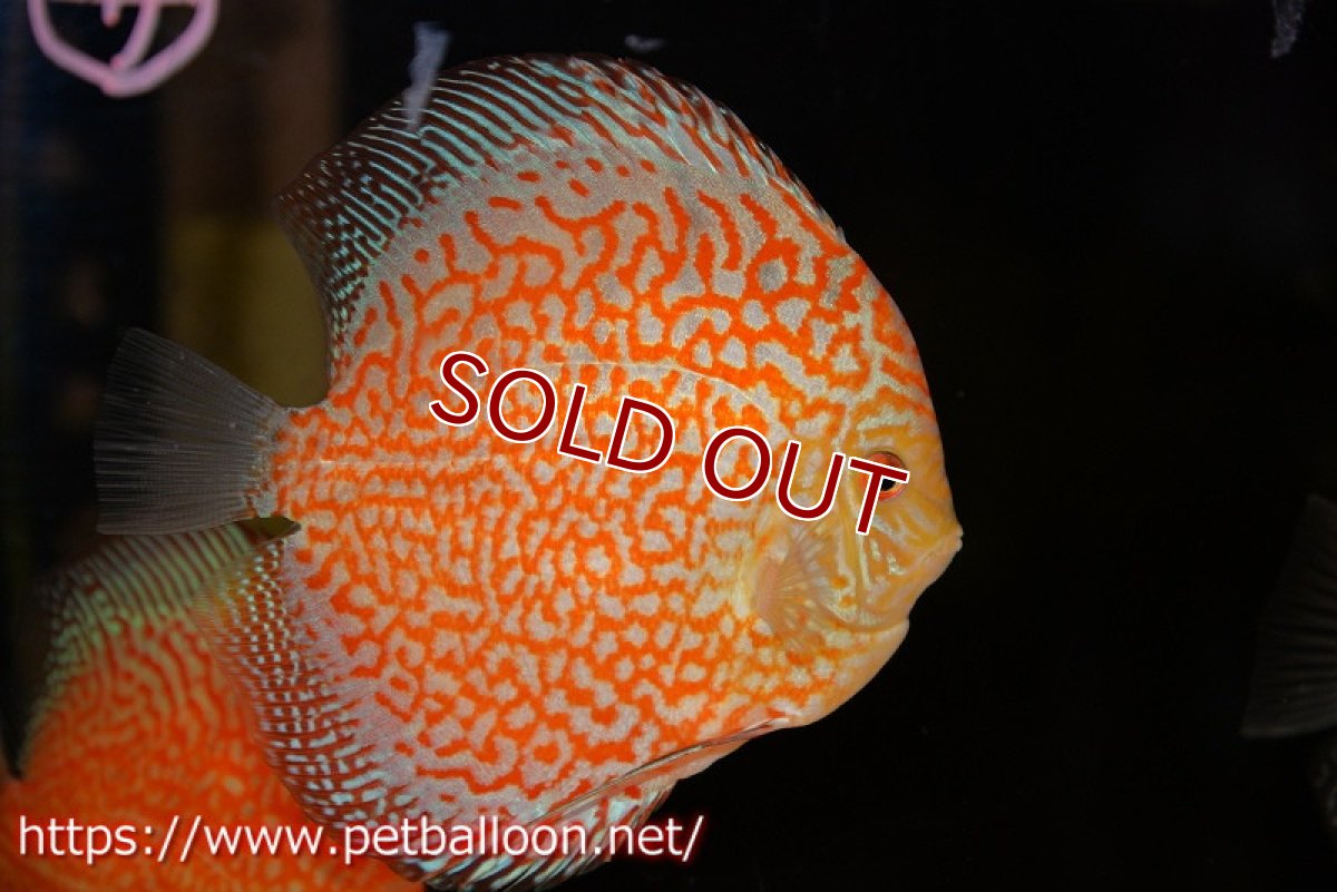 画像2: 【ディスカス】【ディスカス】【通販】レッドピジョンパールサクラ（ハイフォーム）【個体販売】13-14cm（生体）マレーシア　KLディスカスファーム (2)