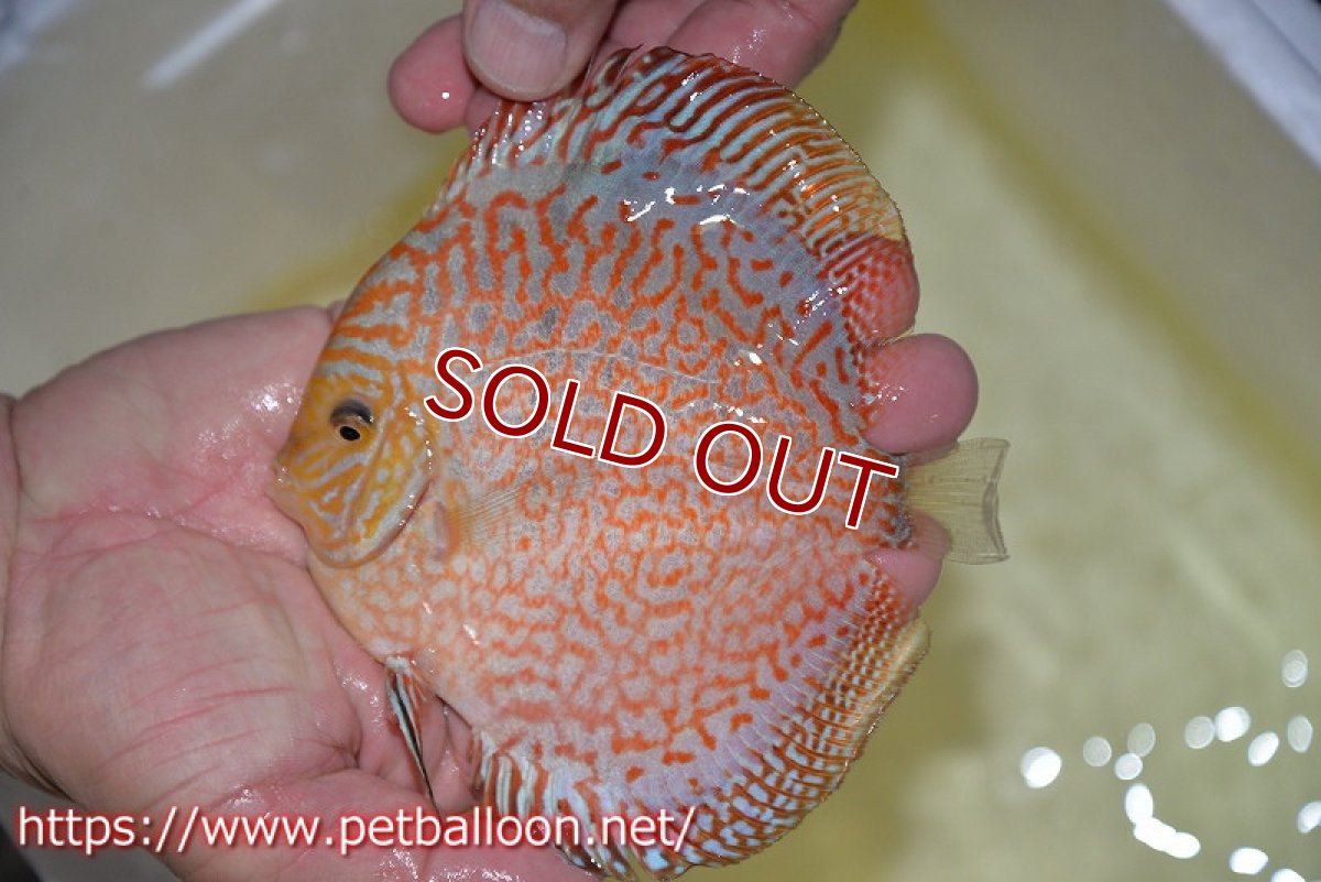画像3: 【ディスカス】【ディスカス】【通販】レッドピジョンパールサクラ（ハイフォーム）【個体販売】13-14cm（生体）マレーシア　KLディスカスファーム (3)