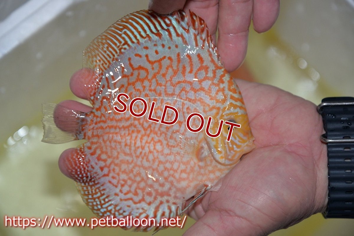 画像4: 【ディスカス】【ディスカス】【通販】レッドピジョンパールサクラ（ハイフォーム）【個体販売】13-14cm（生体）マレーシア　KLディスカスファーム (4)