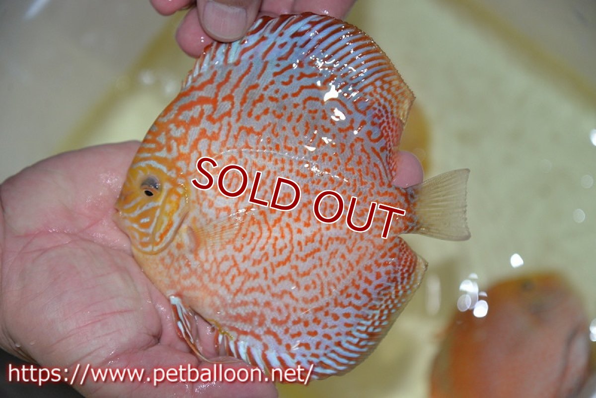 画像2: 【ディスカス】【ディスカス】【通販】レッドピジョンパールサクラ（ハイフォーム）【個体販売】13-14cm（生体）マレーシア　KLディスカスファーム (2)