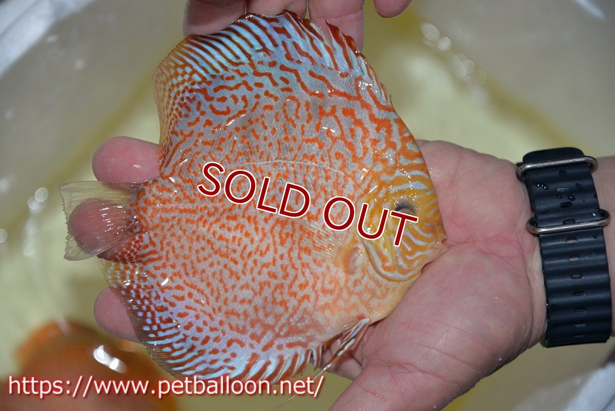 画像3: 【ディスカス】【ディスカス】【通販】レッドピジョンパールサクラ（ハイフォーム）【個体販売】13-14cm（生体）マレーシア　KLディスカスファーム (3)