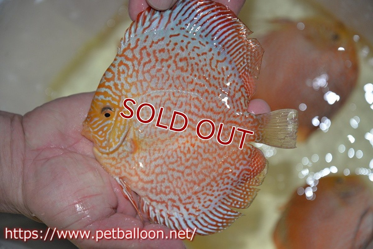 画像2: 【ディスカス】【通販】レッドピジョンパールサクラ（ハイフォーム）【個体販売】13-14cm（生体）マレーシア　KLディスカスファーム (2)