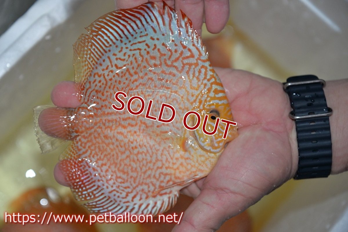 画像3: 【ディスカス】【通販】レッドピジョンパールサクラ（ハイフォーム）【個体販売】13-14cm（生体）マレーシア　KLディスカスファーム (3)