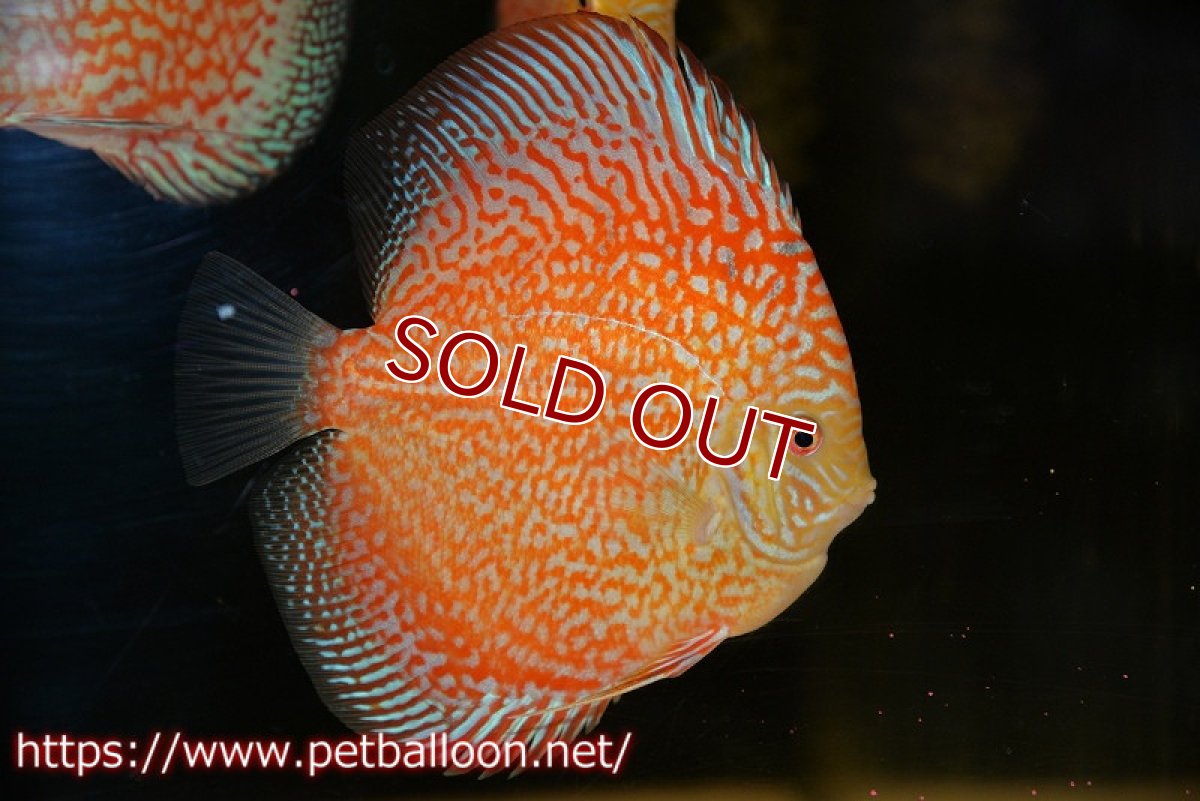 画像1: 【ディスカス】【ディスカス】【通販】レッドピジョンパールサクラ（ハイフォーム）【個体販売】13-14cm（生体）マレーシア　KLディスカスファーム (1)