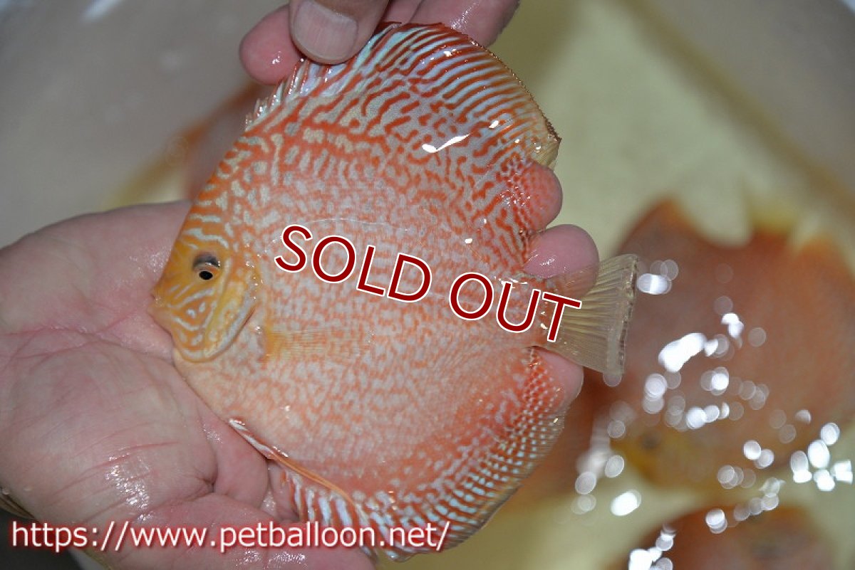 画像2: 【ディスカス】【ディスカス】【通販】レッドピジョンパールサクラ（ハイフォーム）【個体販売】13-14cm（生体）マレーシア　KLディスカスファーム (2)