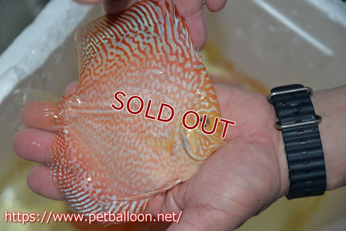 画像3: 【ディスカス】【ディスカス】【通販】レッドピジョンパールサクラ（ハイフォーム）【個体販売】13-14cm（生体）マレーシア　KLディスカスファーム (3)