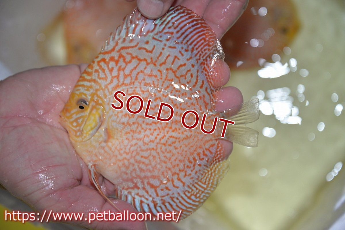 画像1: 【ディスカス】【通販】レッドピジョンパールサクラ（ハイフォーム）【個体販売】13-14cm（生体）マレーシア　KLディスカスファーム (1)