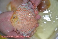 画像1: 【ディスカス】【通販】レッドピジョンパールサクラ（ハイフォーム）【個体販売】13-14cm（生体）マレーシア　KLディスカスファーム (1)