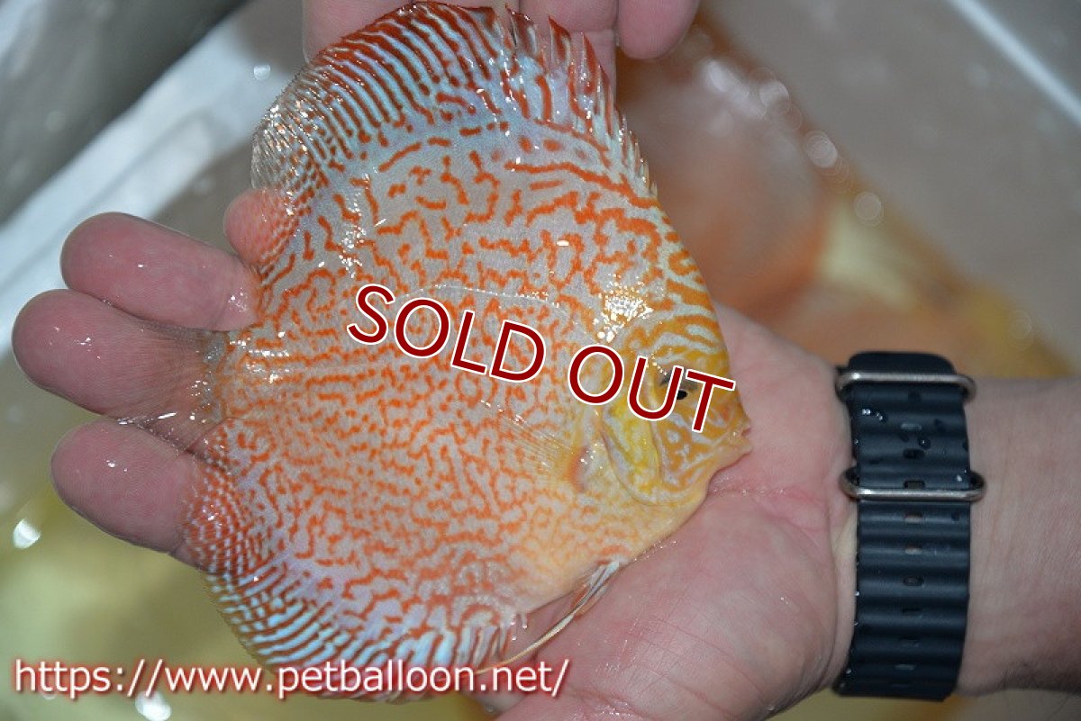 画像2: 【ディスカス】【通販】レッドピジョンパールサクラ（ハイフォーム）【個体販売】13-14cm（生体）マレーシア　KLディスカスファーム (2)