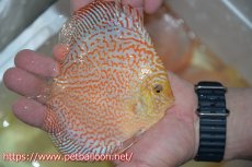 画像2: 【ディスカス】【通販】レッドピジョンパールサクラ（ハイフォーム）【個体販売】13-14cm（生体）マレーシア　KLディスカスファーム (2)