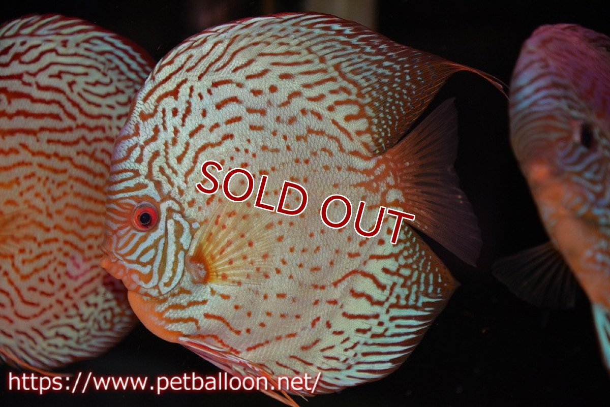 画像2: 【ディスカス】【通販】アルタムスターライトレッドターコイズ（ハイフォーム）【個体販売】17-18cm（生体）マレーシア　NAディスカスファーム (2)