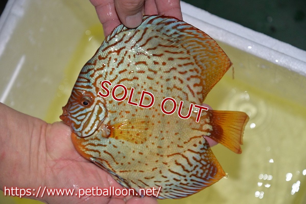 画像3: 【ディスカス】【通販】アルタムスターライトレッドターコイズ（ハイフォーム）【個体販売】17-18cm（生体）マレーシア　NAディスカスファーム (3)