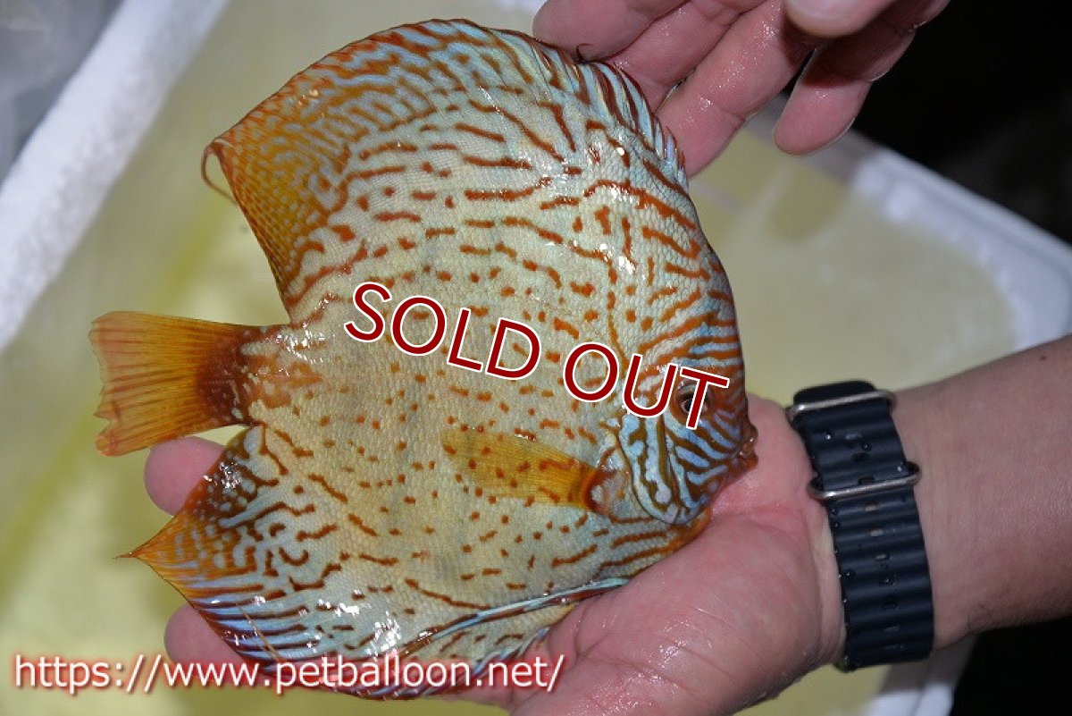 画像4: 【ディスカス】【通販】アルタムスターライトレッドターコイズ（ハイフォーム）【個体販売】17-18cm（生体）マレーシア　NAディスカスファーム (4)