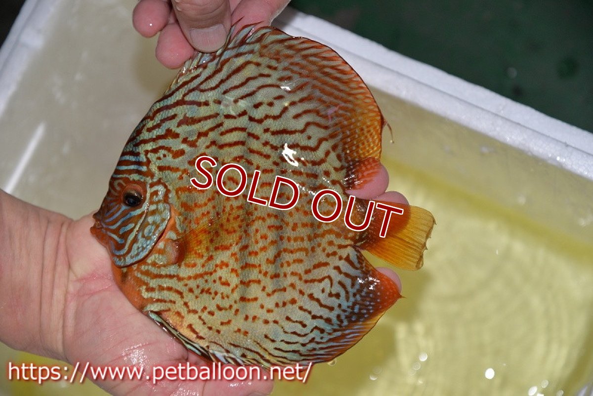 画像2: 【ディスカス】【通販】アルタムスターライトレッドターコイズ（ハイフォーム）【個体販売】17-18cm（生体）マレーシア　NAディスカスファーム (2)