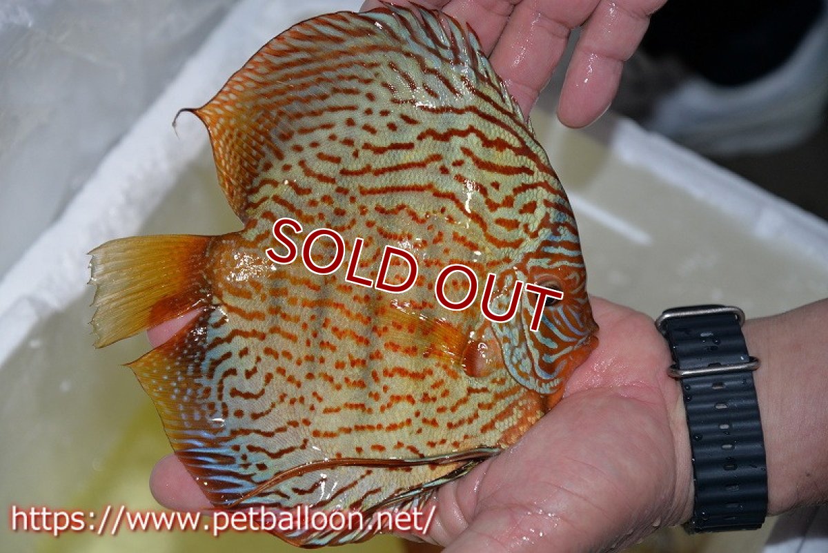 画像3: 【ディスカス】【通販】アルタムスターライトレッドターコイズ（ハイフォーム）【個体販売】17-18cm（生体）マレーシア　NAディスカスファーム (3)