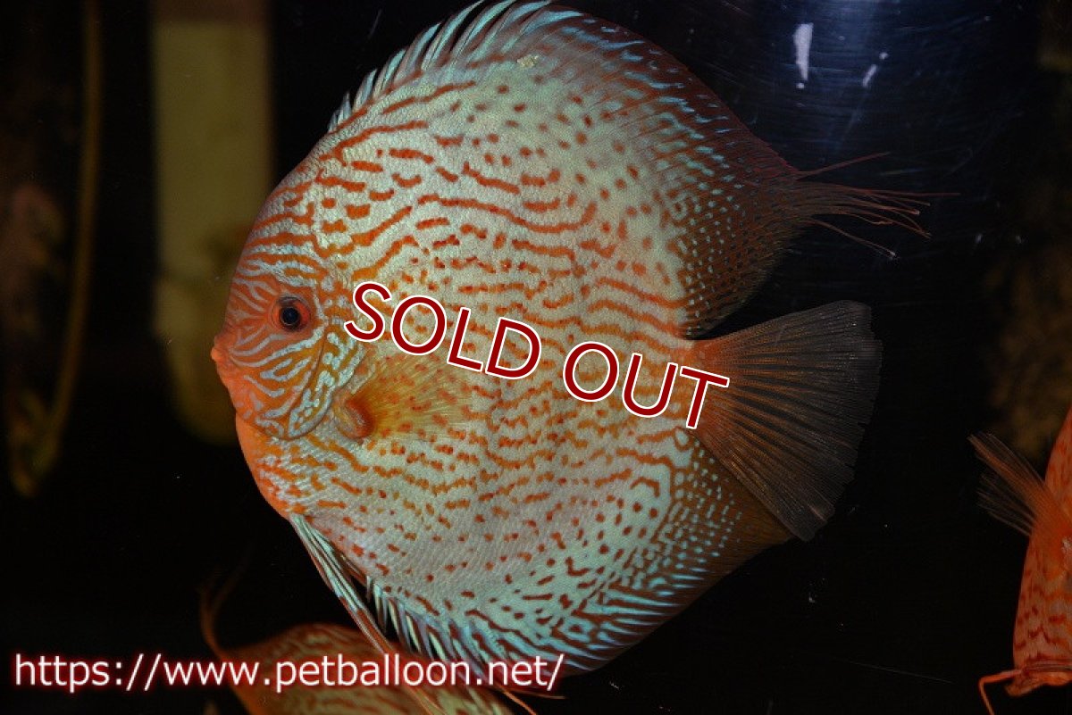 画像2: 【ディスカス】【通販】アルタムスターライトレッドターコイズ（ハイフォーム）【個体販売】17-18cm（生体）マレーシア　NAディスカスファーム (2)