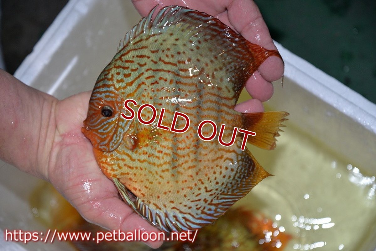 画像3: 【ディスカス】【通販】アルタムスターライトレッドターコイズ（ハイフォーム）【個体販売】17-18cm（生体）マレーシア　NAディスカスファーム (3)