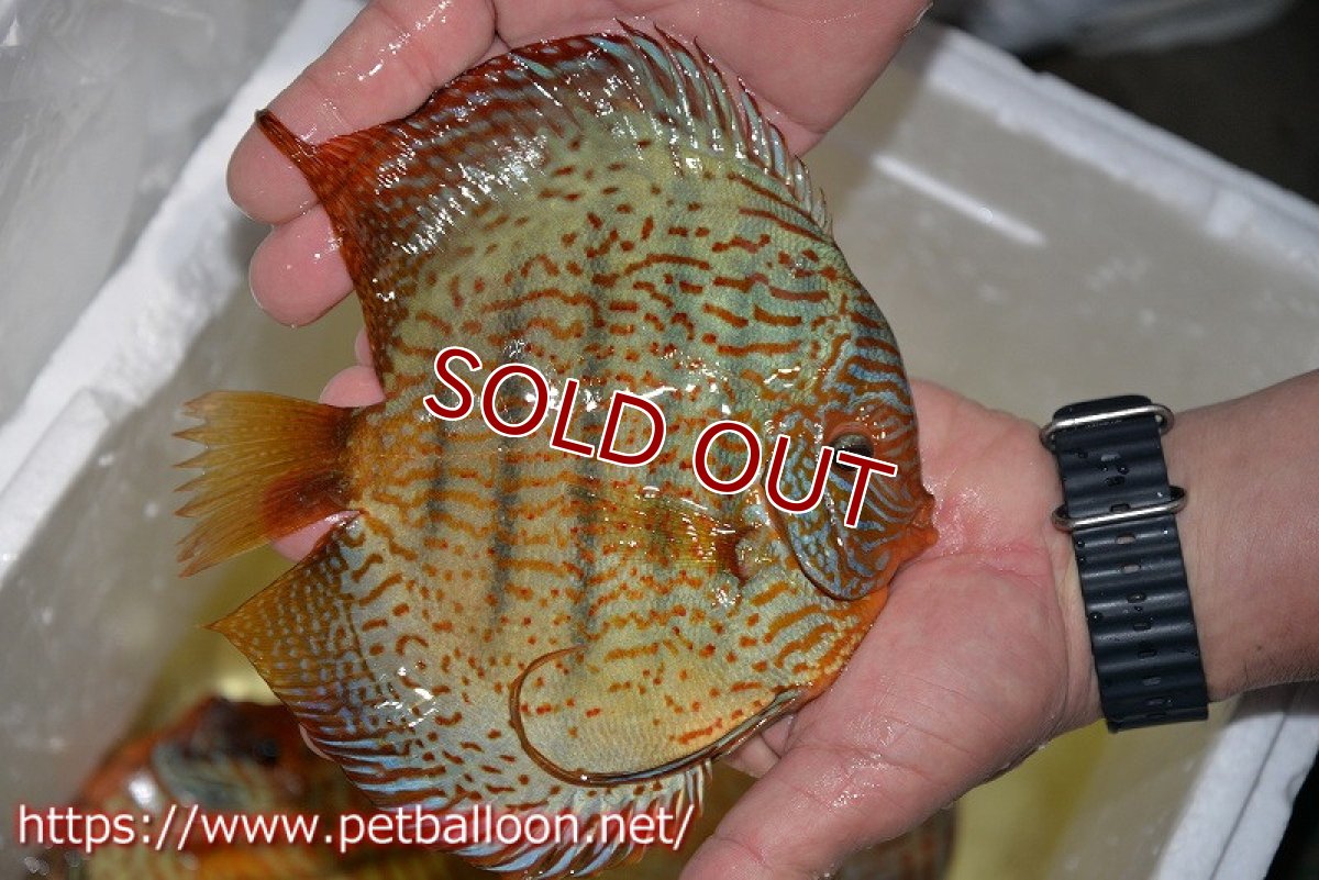 画像4: 【ディスカス】【通販】アルタムスターライトレッドターコイズ（ハイフォーム）【個体販売】17-18cm（生体）マレーシア　NAディスカスファーム (4)