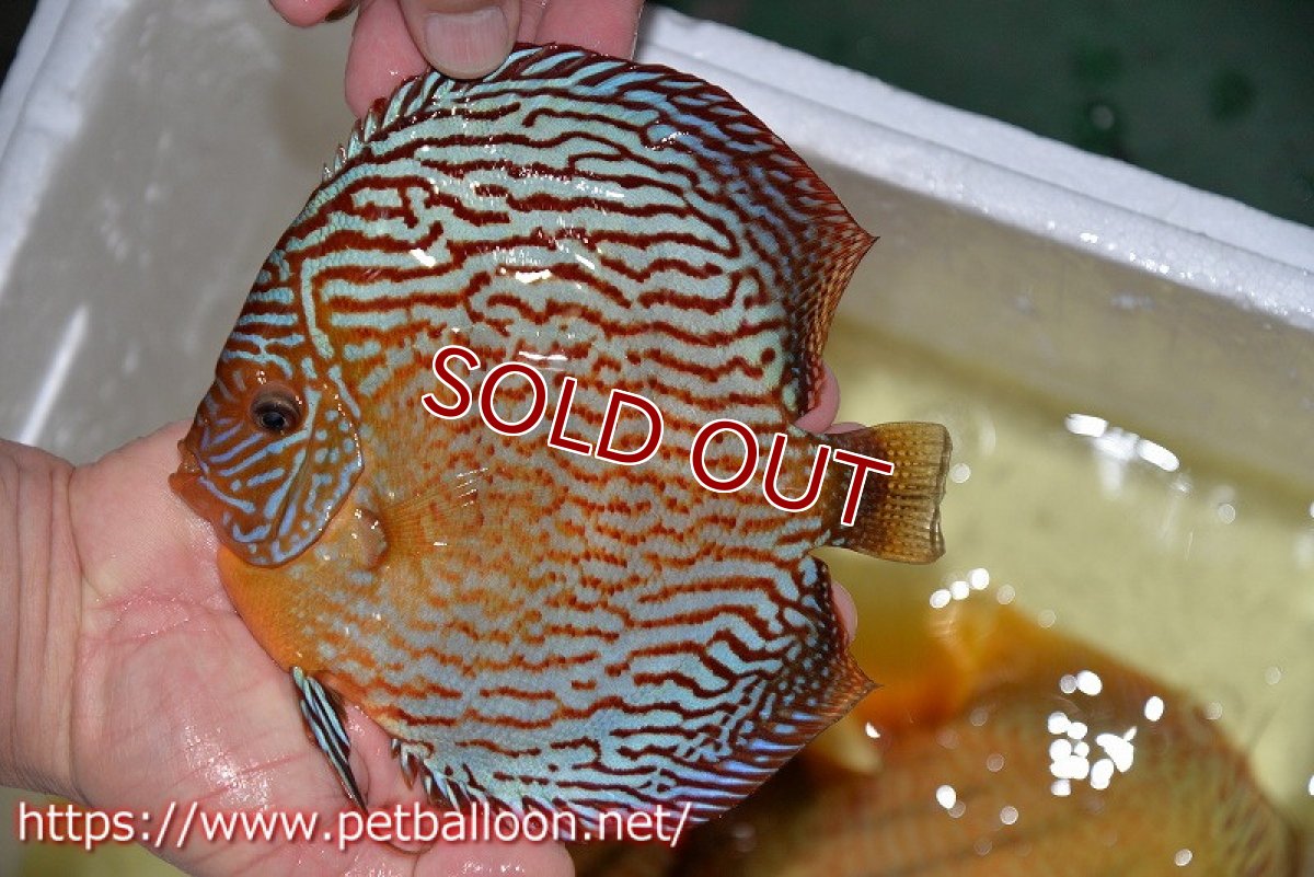 画像2: 【ディスカス】【通販】アルタムスターライトレッドターコイズ（ハイフォーム）【個体販売】17-18cm（生体）マレーシア　NAディスカスファーム (2)