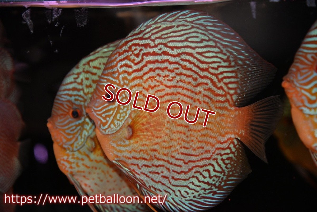 画像2: 【ディスカス】【通販】アルタムスターライトレッドターコイズ（ハイフォーム）【個体販売】17-18cm（生体）マレーシア　NAディスカスファーム (2)