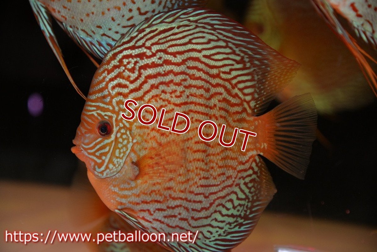 画像3: 【ディスカス】【通販】アルタムスターライトレッドターコイズ（ハイフォーム）【個体販売】17-18cm（生体）マレーシア　NAディスカスファーム (3)