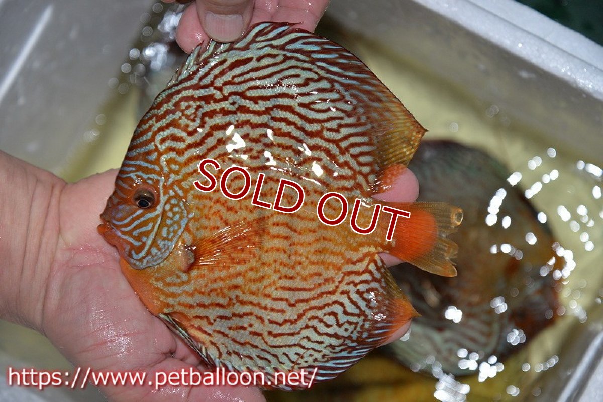 画像4: 【ディスカス】【通販】アルタムスターライトレッドターコイズ（ハイフォーム）【個体販売】17-18cm（生体）マレーシア　NAディスカスファーム (4)