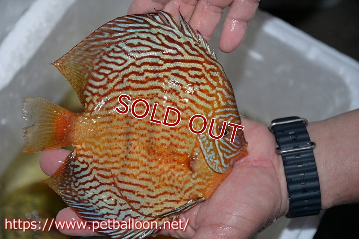 画像5: 【ディスカス】【通販】アルタムスターライトレッドターコイズ（ハイフォーム）【個体販売】17-18cm（生体）マレーシア　NAディスカスファーム (5)