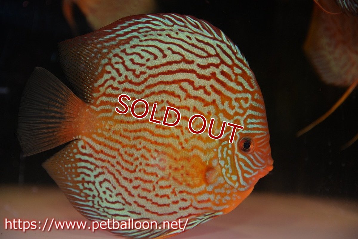 画像2: 【ディスカス】【通販】アルタムスターライトレッドターコイズ（ハイフォーム）【個体販売】17-18cm（生体）マレーシア　NAディスカスファーム (2)