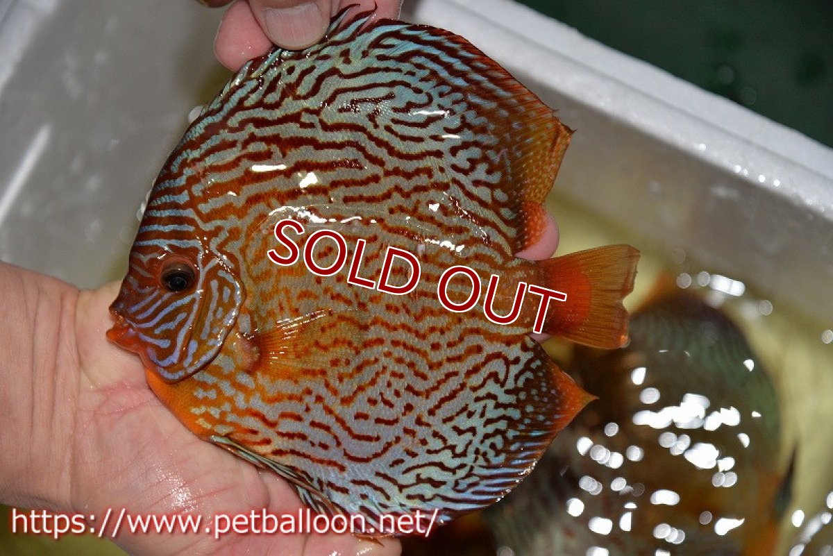 画像3: 【ディスカス】【通販】アルタムスターライトレッドターコイズ（ハイフォーム）【個体販売】17-18cm（生体）マレーシア　NAディスカスファーム (3)