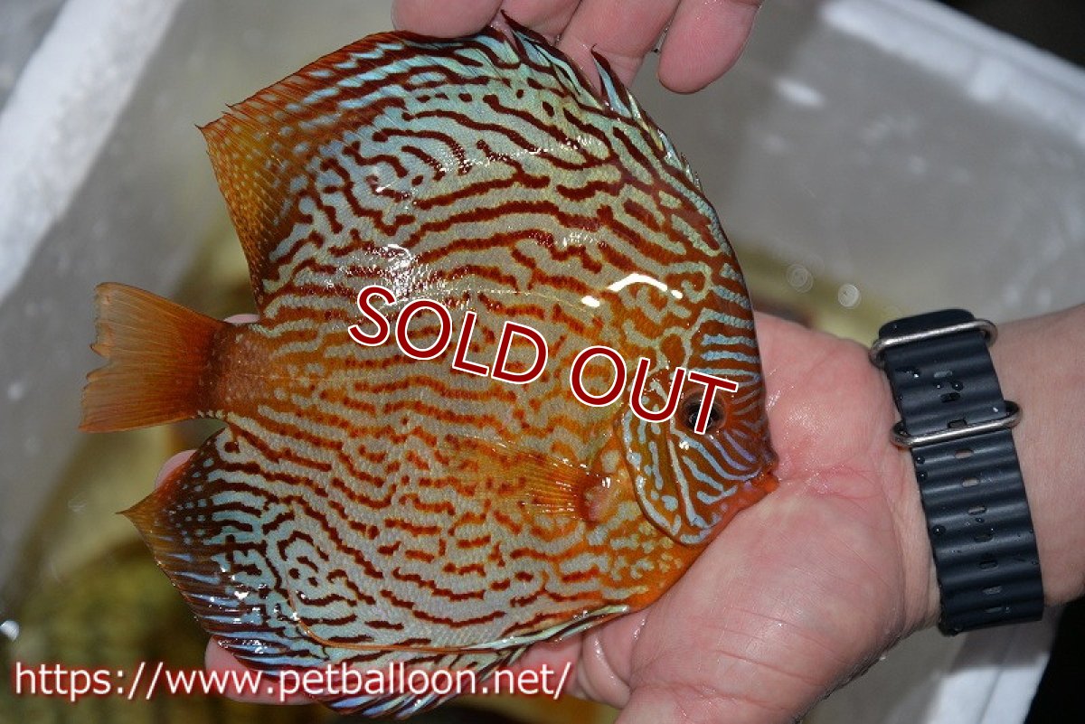 画像4: 【ディスカス】【通販】アルタムスターライトレッドターコイズ（ハイフォーム）【個体販売】17-18cm（生体）マレーシア　NAディスカスファーム (4)
