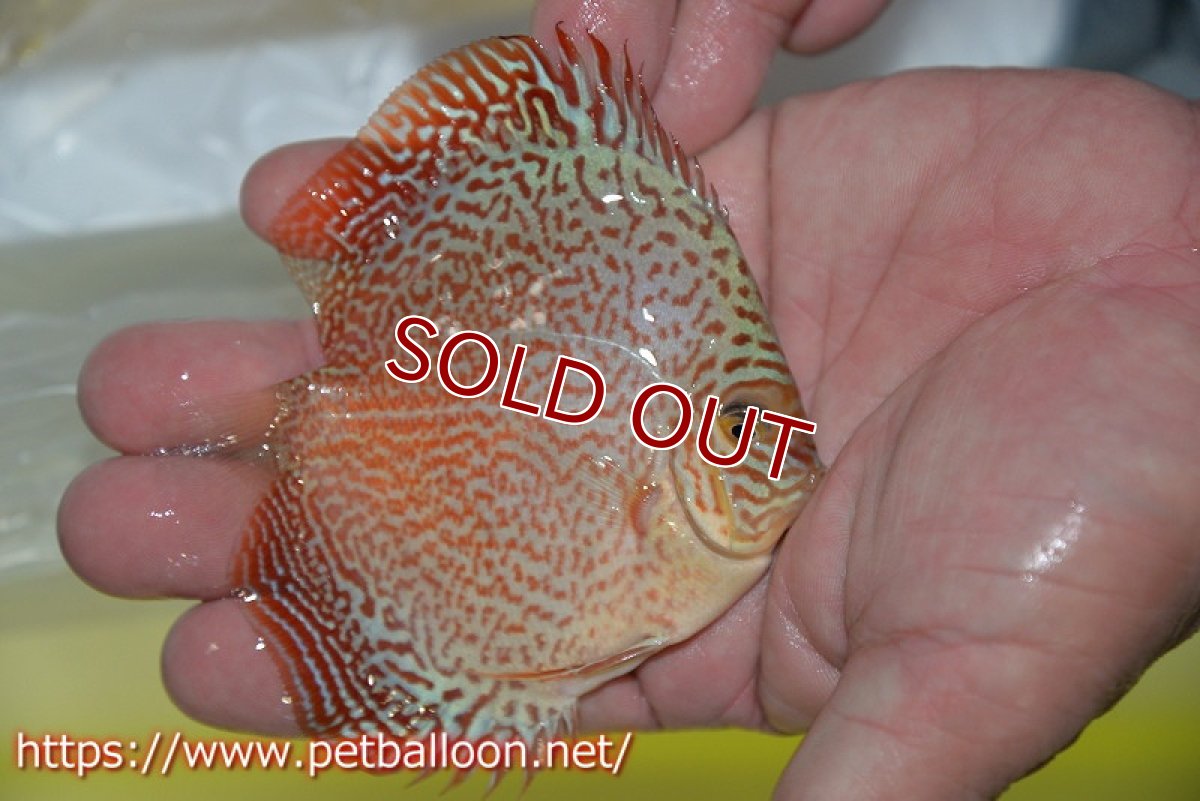 画像2: 【ディスカス】【ディスカス】【通販】スーパーレッドキングバイパー（スーパーファインパターン＆ハイフォーム）【個体販売】9cm（生体）マレーシア　NAディスカスファーム (2)