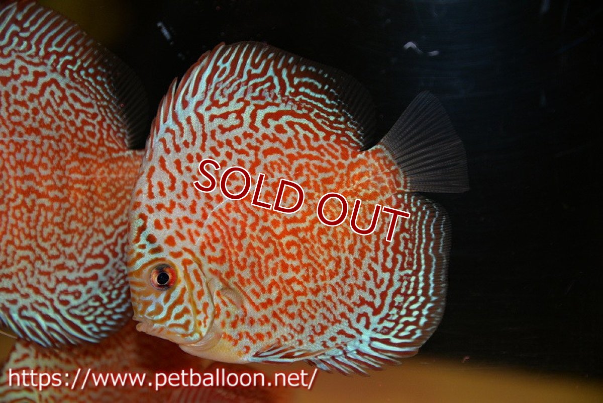 画像2: 【ディスカス】【ディスカス】【通販】スーパーレッドキングバイパー（スーパーファインパターン＆ハイフォーム）【個体販売】9cm（生体）マレーシア　NAディスカスファーム (2)